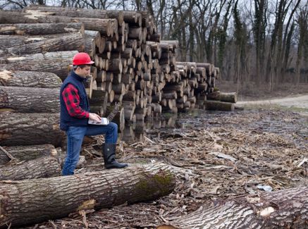 EU Regulation on Deforestation-free Products (EUDR) - Man Met Hout EUDR