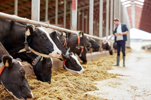 Barcodes klaar voor de toekomst - GS1 Graded Agrarisch En Vers Boer In Stal Met Koeien HIGHRES